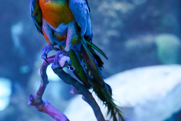 A multi-colored parrot is perched on a branch at Wonders of Wildlife.