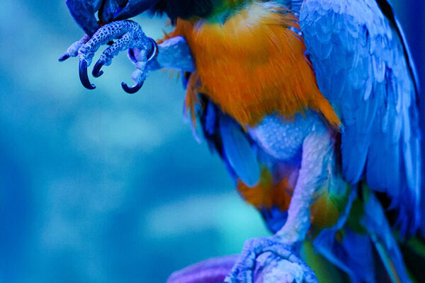 A multi-colored parrot cleans itself while perched on a branch at Wonders of Wildlife.
