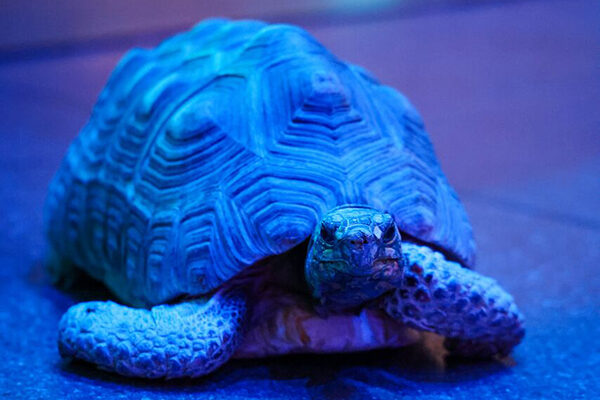 A tortoise crawling across the floor at Wonders of Wildlife.