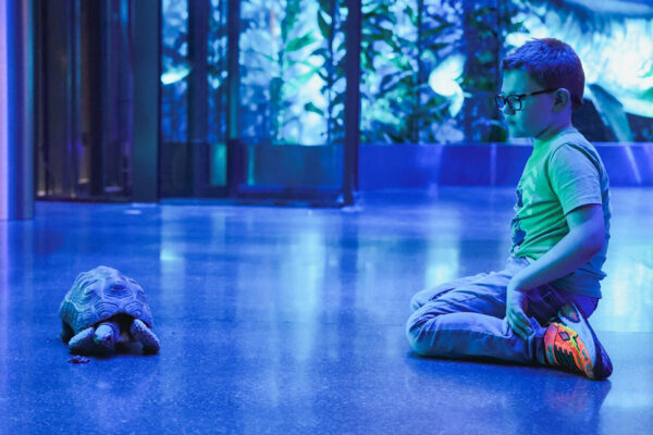 A young boy sits on the floor of Wonders of Wildlife and watches a tortoise crawl across the floor.