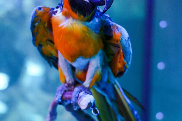 A multi-colored parrot is perched on a branch at Wonders of Wildlife.
