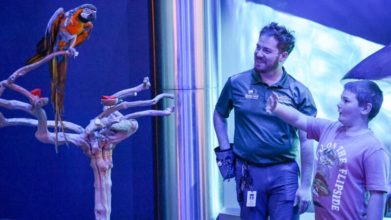 A boy looks at a multi-colored parrot perched on a branch at Wonders of Wildlife while a staff member shares details of the animal.