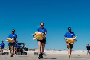 A group of staff members from Wonders of Wildlife and the Johnny Morris Sea Turtle Rescue Center carry some of the rehabilitated sea turtles out to sea to release them.
