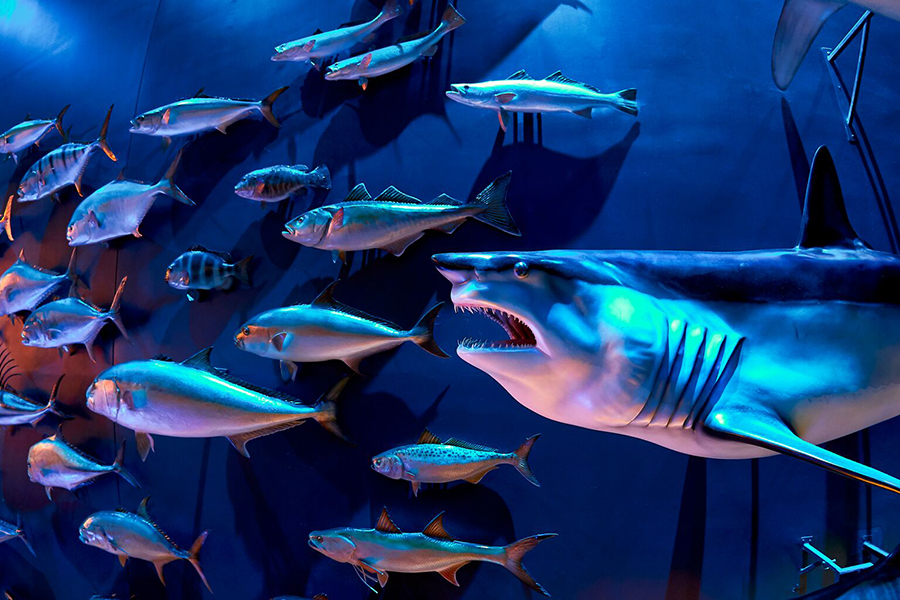 2025_WOW_ExhibitsPages_DonTysonHall3_900x600 School of fish and a shark that are mounted on a wall.