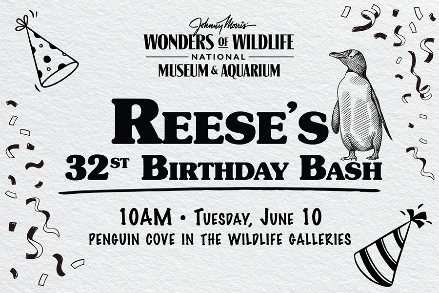 Reese's 32nd Birthday Bash 10AM - Tuesday, June 10 Penguin Cove in the Wildlife Galleries
