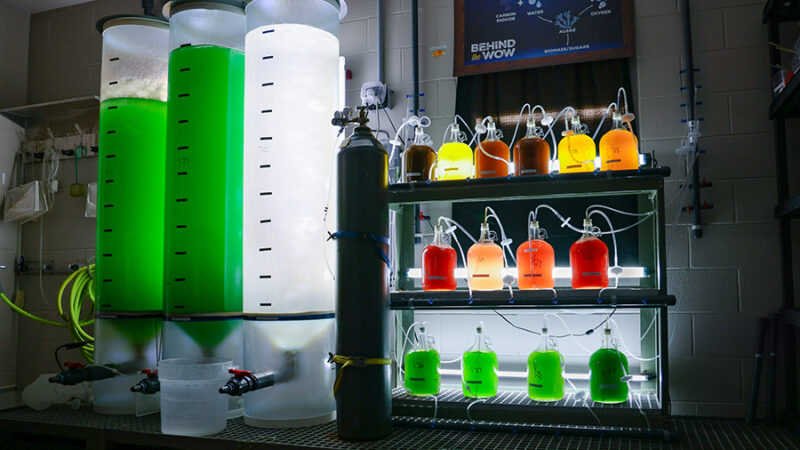 A set of glass jars, vials, and containers along with tall cylinders of various colored liquid, all part of a jelly culture room.