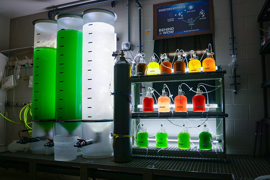 A set of glass jars, vials, and containers along with tall cylinders of various colored liquid, all part of a jelly culture room.