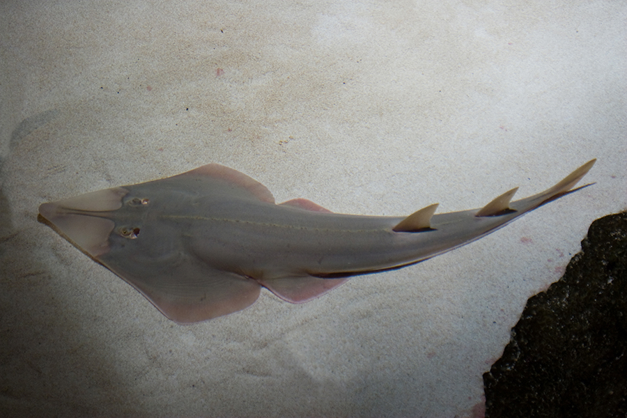 Rhinobatos rhinobatos - Pesce violino Common guitarfish on the bottom of the sea along the sand.