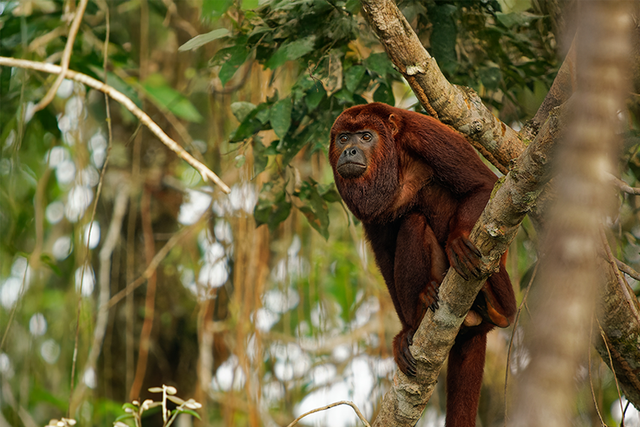 2025_WOW_Events_PALSHootHoller_Webheader_900x600 Colombian or Venezuelan red howler on a branch in the jungle treetop canopy.