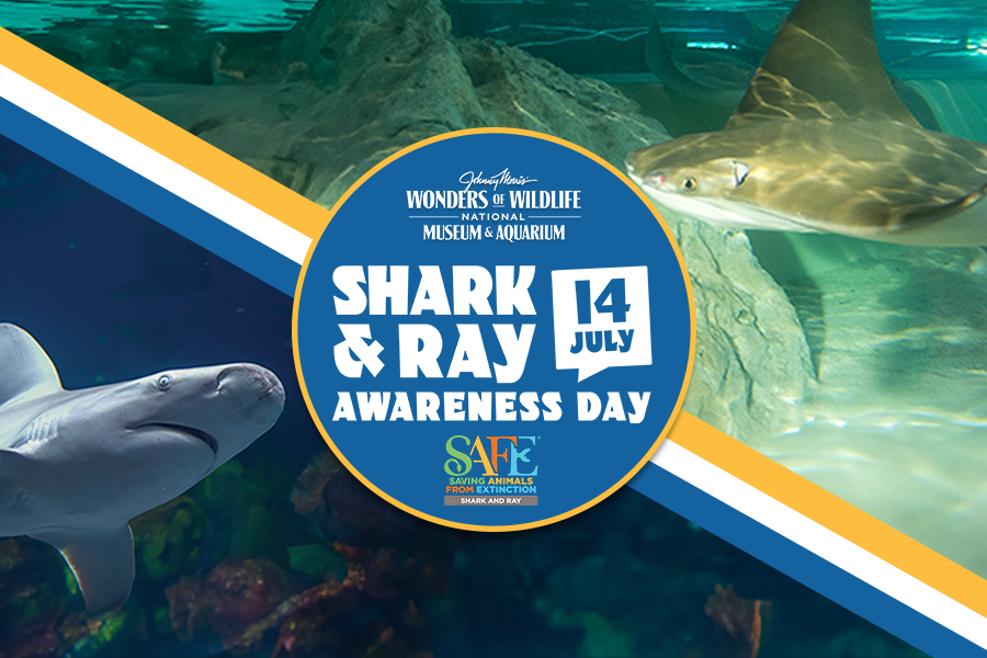 Wonders of Wildlife Shark and Ray Awareness Day July 14