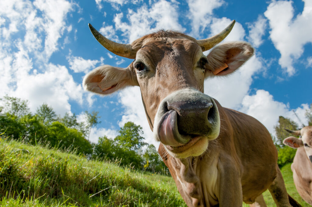 cow cow grazing on organic farm