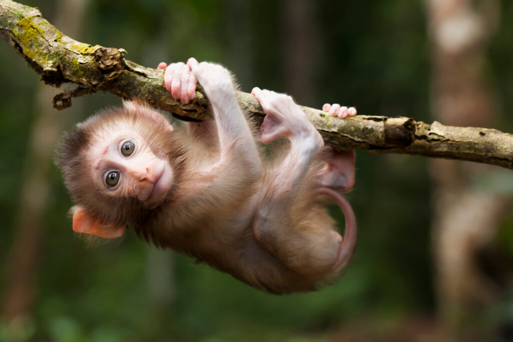 monkey monkey