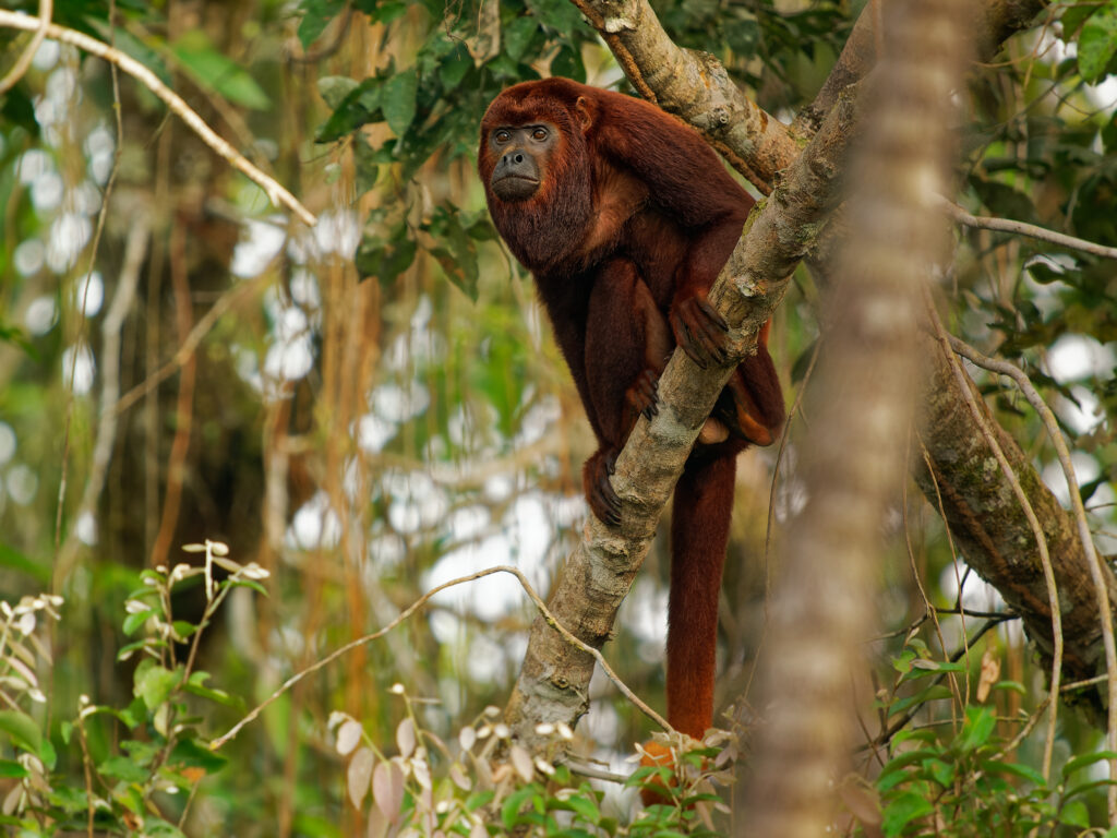 Colombian or Venezuelan red howler - Alouatta seniculus, South American species of monkey found in western Amazon Basin in Venezuela, Colombia, Ecuador, Peru, Brazil, in Bolivia Bolivian red howler. Colombian or Venezuelan red howler - Alouatta seniculus, South American species of monkey found in the western Amazon Basin in Venezuela, Colombia, Ecuador, Peru and Brazil, in Bolivia is the Bolivian red howler.