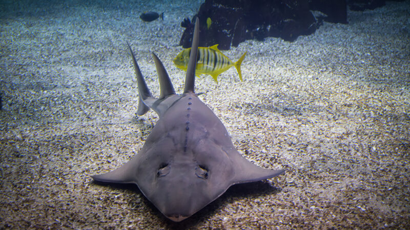 Common guitarfish in sea Common guitarfish on the bottom of the sea along the sand.