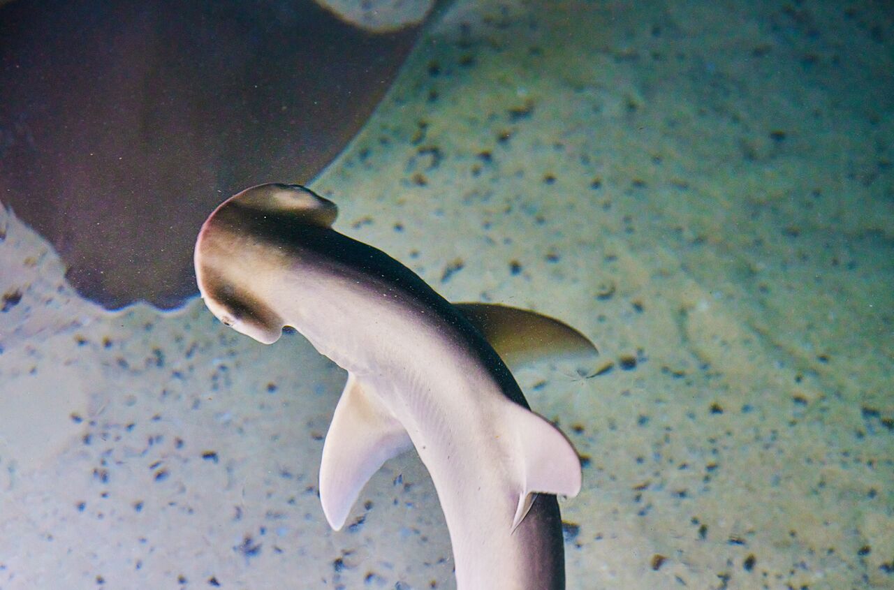 2025_WOW_AnimalCatalog_Bonnethead_1_900x600 A close up of a Bonnethead shark swimming through the water.