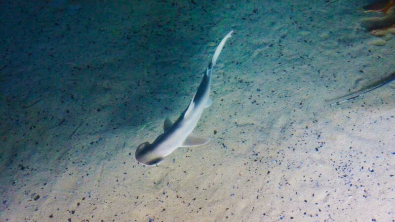 2025_WOW_AnimalCatalog_Bonnethead_2_900x600 A close up of a Bonnethead shark swimming through the water.