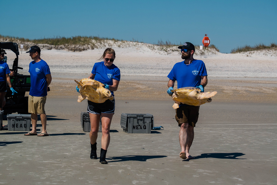 Several staff members of Wonders of Wildlife carrying rehabilitated loggerhead sea turtles back into the ocean.
