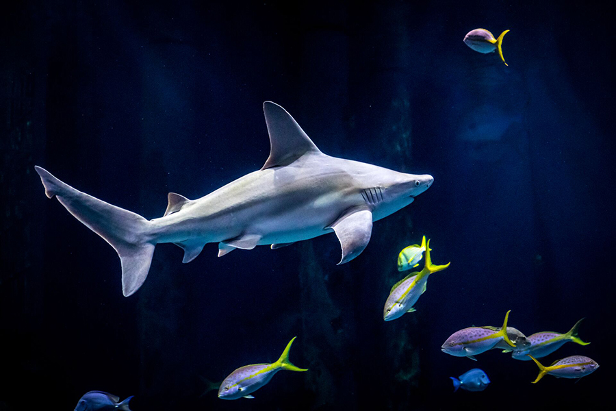 A brown shark swimming through the Out To Sea exhibit.