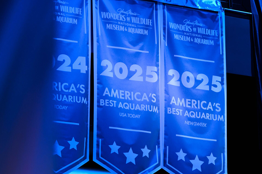 Wonders of Wildlife National Museum and Aquarium

2025 

America's Best Aquarium

USA Today



2025 America's Best Aquarium

Newsweek