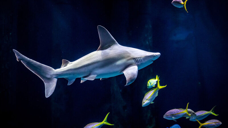2025_WOW_AnimlCatlog_SandbarShark_1_900x600 A sandbar shark swimming in the Out to Sea exhibit.