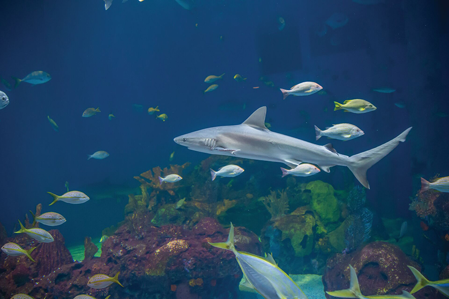 2025_WOW_AnimlCatlog_SandbarShark_3_900x600 A sandbar shark swimming around in the Out to Sea exhibit.