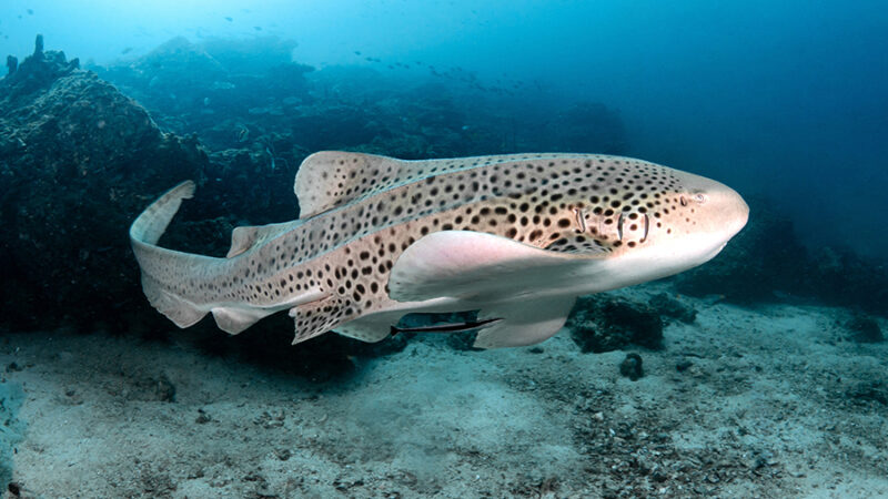 Zebra Shark (Stegostoma tigrinum) also known in Thailand as Leop A zebra shark swimming in the ocean.
