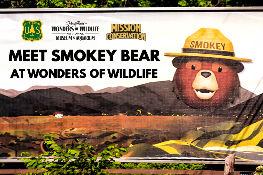 2025_WOW_Education_SmokeyBear_WebHeader_900x600 US Forest Service Department of Agriculture Wonders of Wildlife National Museum & Aquarium Mission Conservation Meet Smokey Bear at Wonders of Wildlife