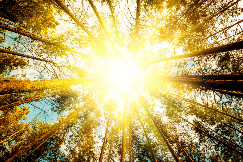 pine forest trees. pine forest trees. nature green wood sunlight backgrounds