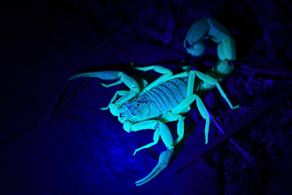 Closeup of the Arabian Black Tailed Scorpion Hottentotta salei from Oman, fluorescing in the desert under UV light at night.