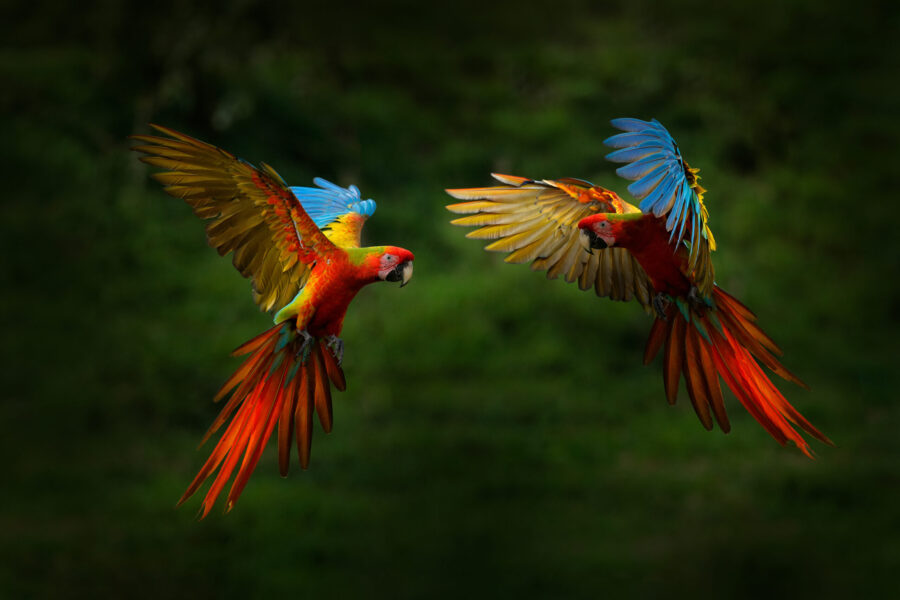 Red hybrid parrot in forest. Macaw parrot flying in dark green v