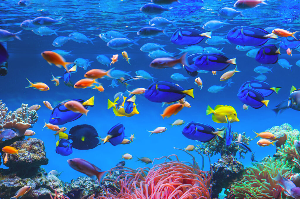 Colorful schools of tropical fish. Underwater coral reef background Colorful schools of tropical fish. Underwater coral reef background