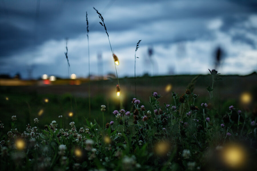 Synchronous Fireflies