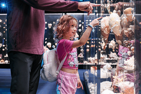 A father and young daughter stand next to each other pointing into a glass case full of seashells.