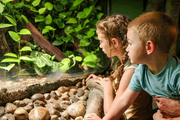 Two children look into an Amazon exhibit at some Poison Dart Frogs.