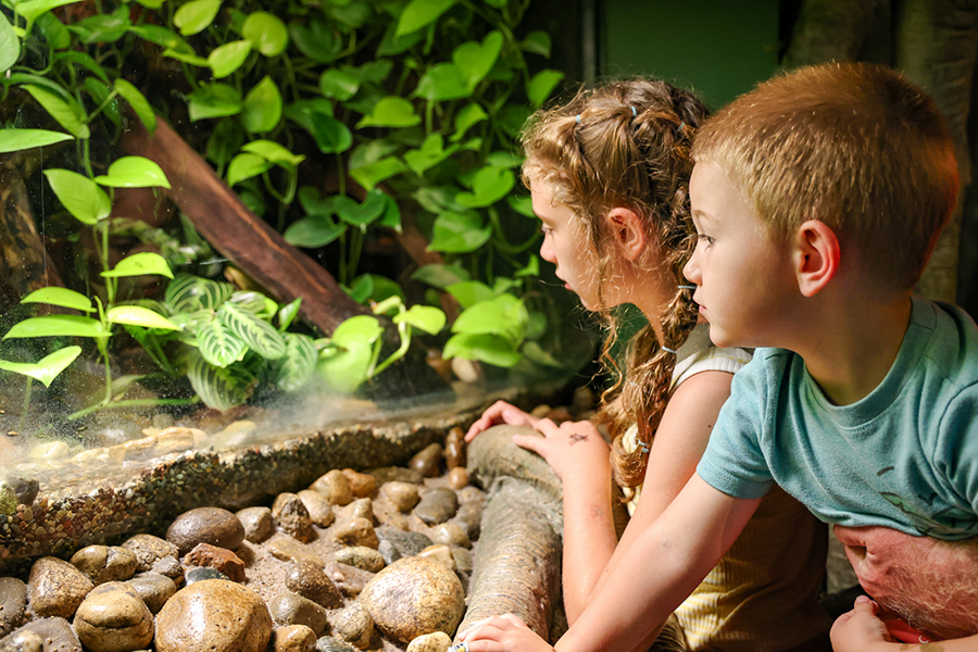 Two children look into an Amazon exhibit at some Poison Dart Frogs.
