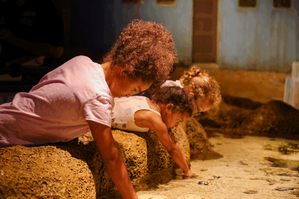 Three small girls reach into a touch-tank full of water and small animals.