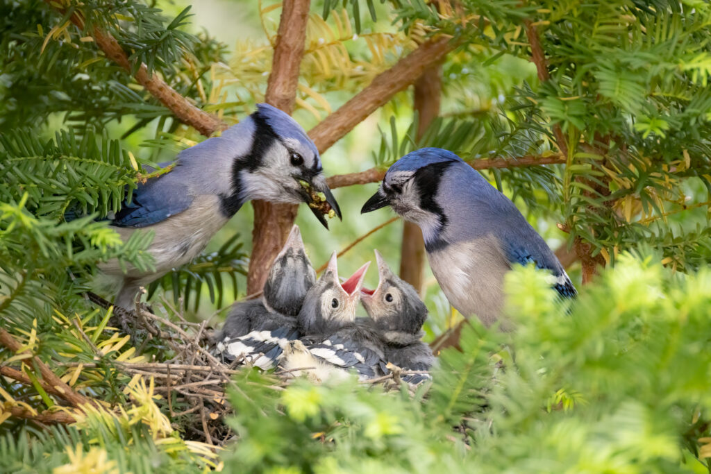 Blue jay family, Cyanocitta cristata, nesting in Minnesota's garden.
