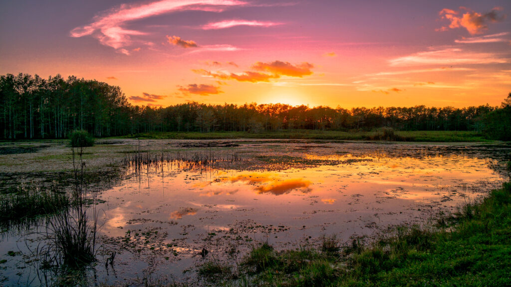 landscape of a swamp sunset in the wetlands