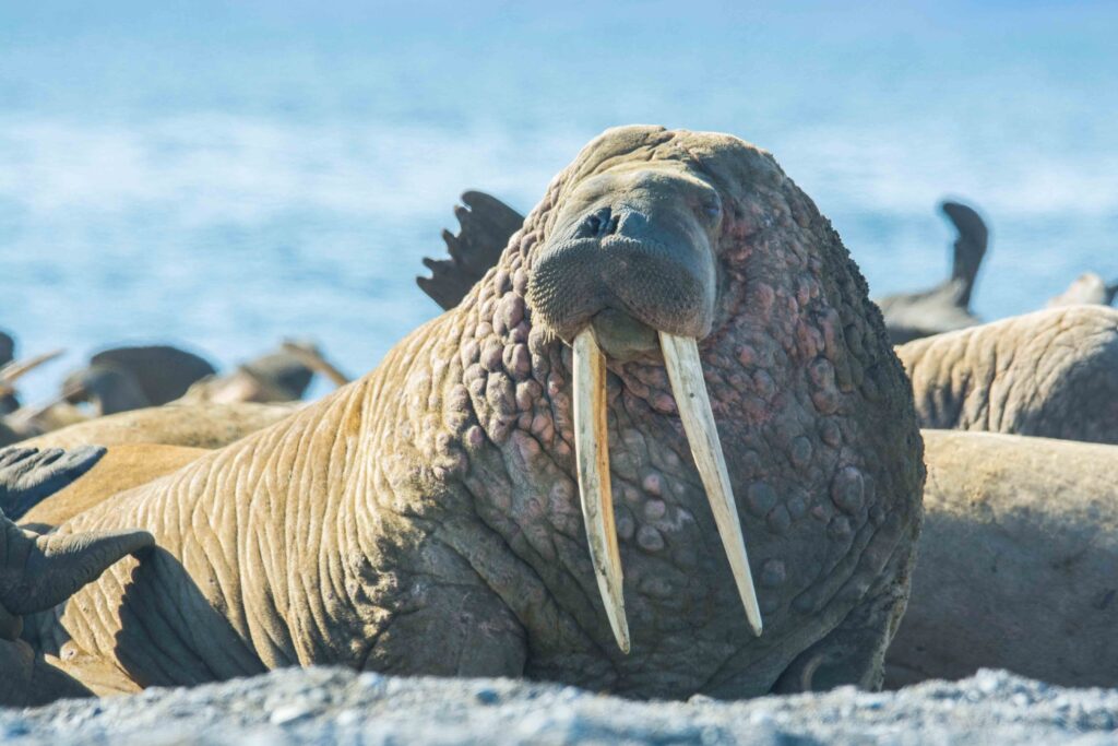 Pacific walrus on the rookery