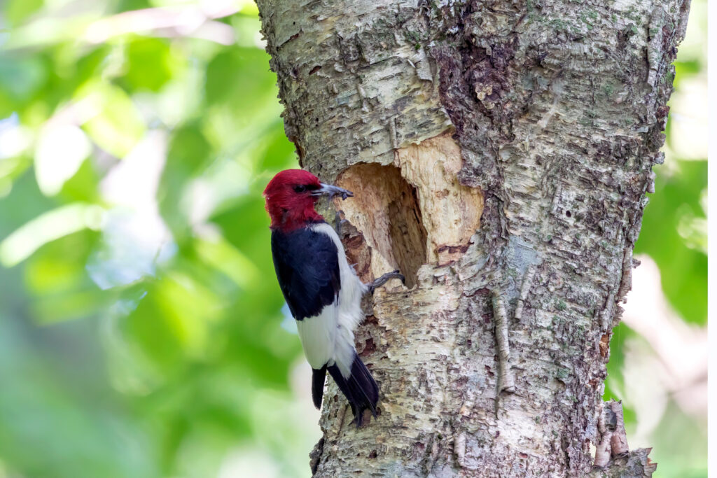 The red-headed woodpecker (Melanerpes erythrocephalus)  bringing food for young  into the nesting cavity