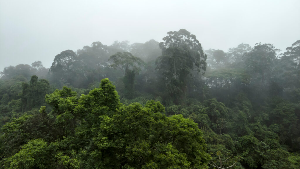 Misty jungle in Mata Atlantica (Atlantic Rainforest biome) in Sao Paulo state, Brazil