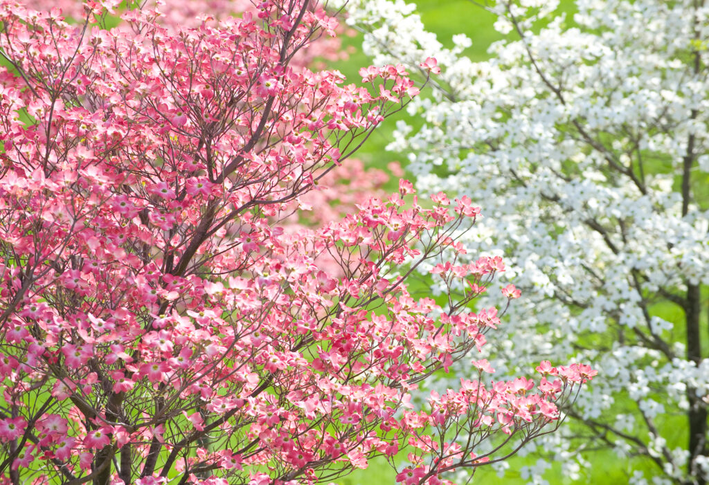 Easter Dogwood Blossoms