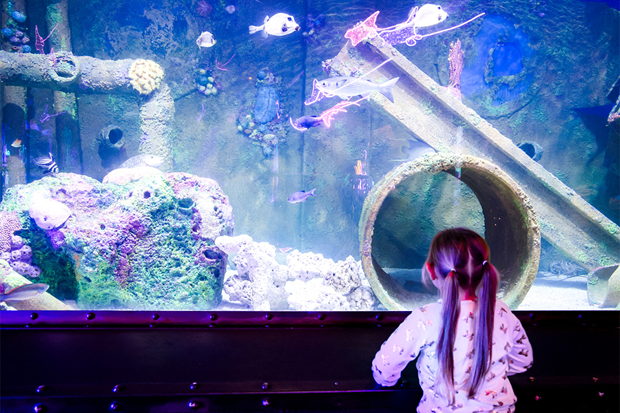 Young girl in the foreground facing away and looking into an aquarium tank.
