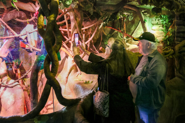 A man and a woman look into an animal exhibit while taking pictures on a smartphone of a monkey on a branch.