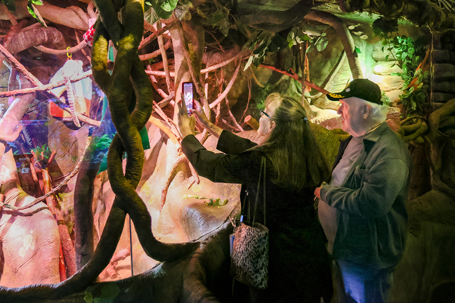 A man and a woman look into an animal exhibit while taking pictures on a smartphone of a monkey on a branch.