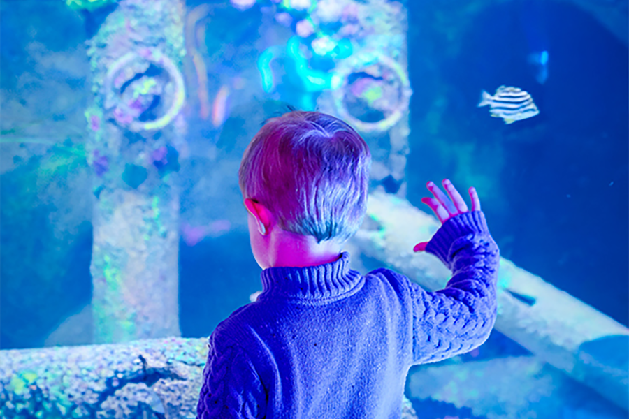 A young boy places his hand on an aquarium tank and looks into the exhibit.