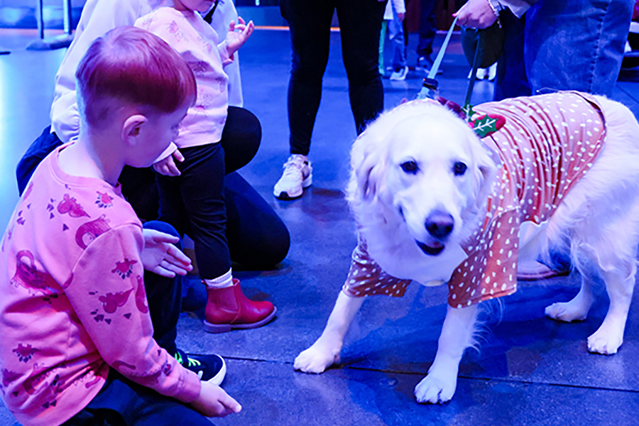 A young boy kneels down to interact with a white service dog dressed wearing a holiday sweater.