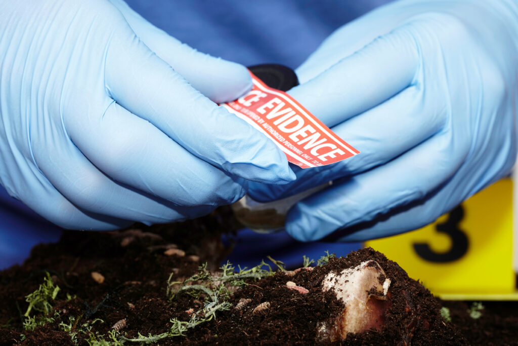 Collecting of fly larva on crime scene by criminologist