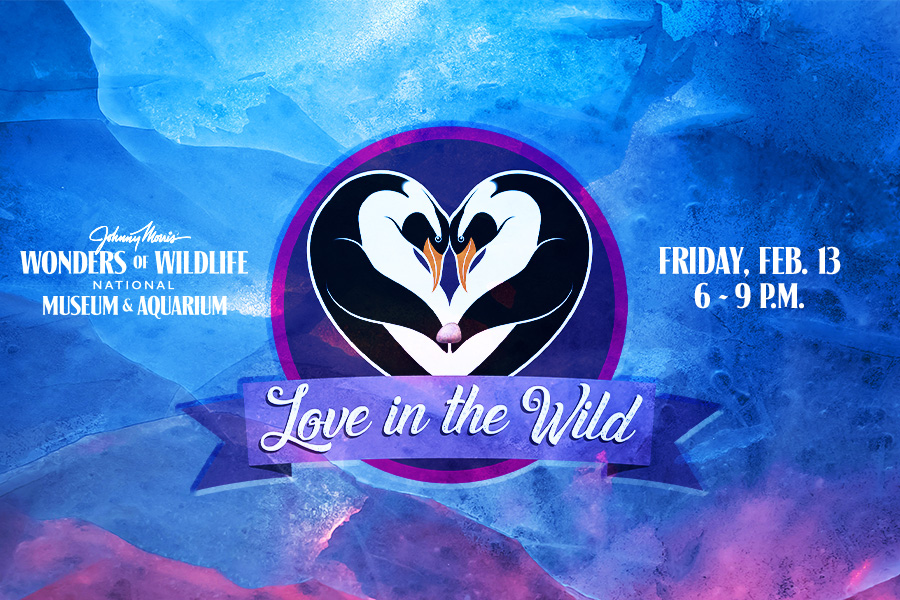 Wonders of Wildlife National Museum & Aquarium Love in the Wild Friday, February 13 6 to 9 p.m.