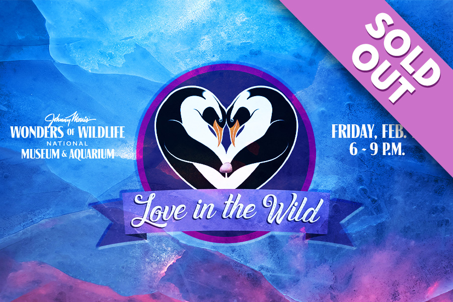 Wonders of Wildlife National Museum & Aquarium Love in the Wild Friday, February 13 6 to 9 p.m. SOLD OUT